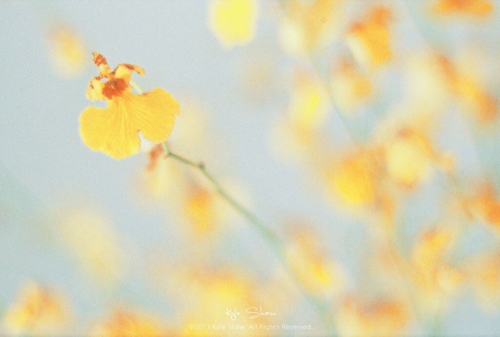 tinted film. film 8.03