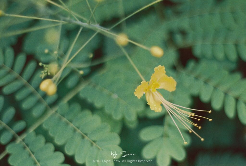 tinted film. film 8.06
