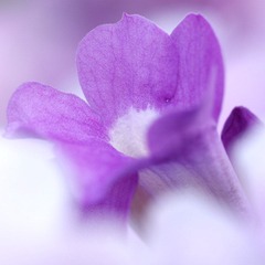 花蛮巷034.jpg