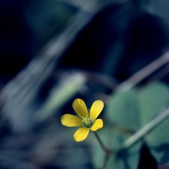 花蛮巷033.jpg