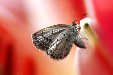 花蛮巷051.jpg