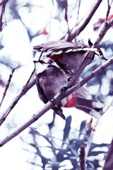 bird05800.jpg