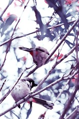 bird06800.jpg