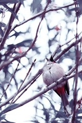 bird07800.jpg
