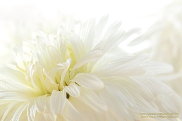 _MG_6122800.jpg