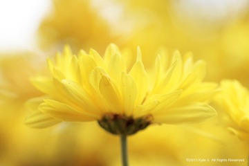花蛮.浅香13.jpg