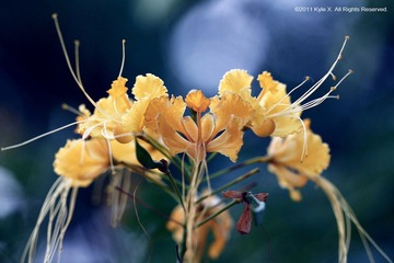 花蛮.浅香7.jpg