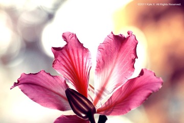 花蛮.浅香8.jpg