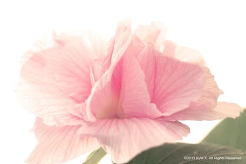 花蛮.浅香10.jpg