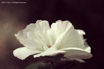 花蛮.浅香12.jpg