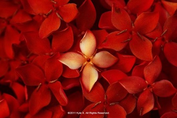 花蛮.匀净1
