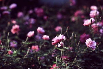 華.拾美.月季08800.jpg