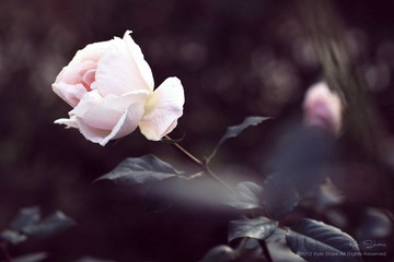 華.拾美.月季10800.jpg