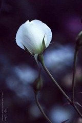 華.拾美.月季15800.jpg
