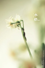 華.拾美.水仙01.jpg