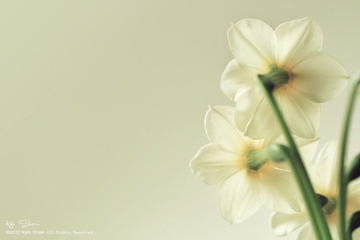 華.拾美.水仙02.jpg