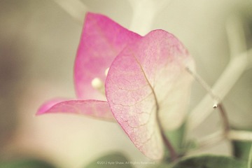 花蛮11