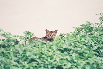 胶着.2013.04.05