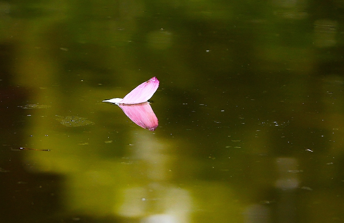 花瓣船