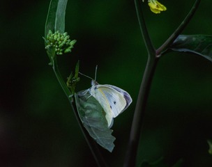 B4F7F624-632C-4D65-B193-6B2BD9498975/L0/001