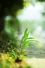 草