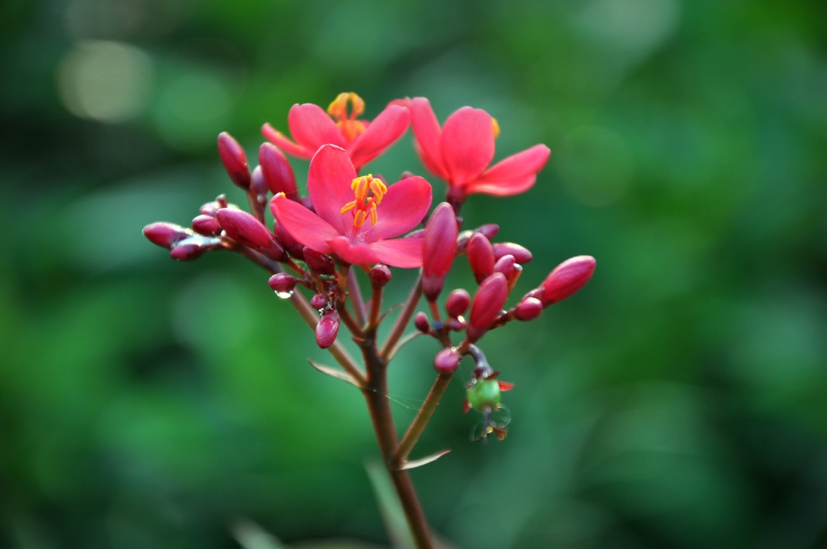 琴叶珊瑚木樱花