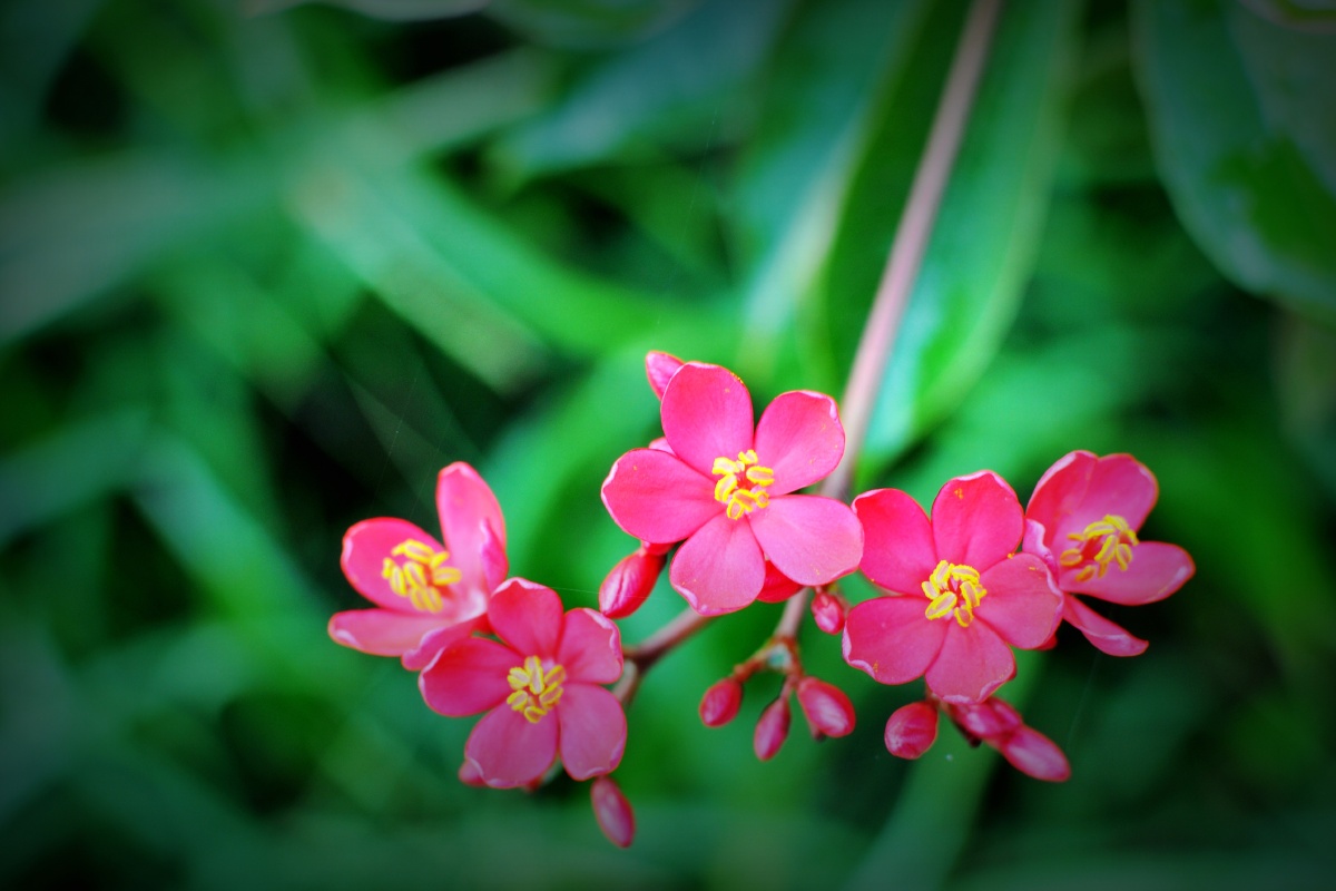 琴叶珊瑚木樱花