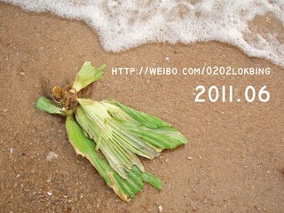 海草