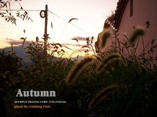 autumn.jpg