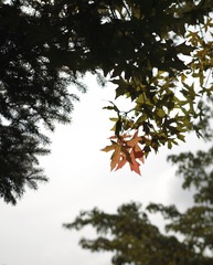 2FB5CEA3-95B8-435F-AA9C-0E3AE2E2D5D3/L0/001
