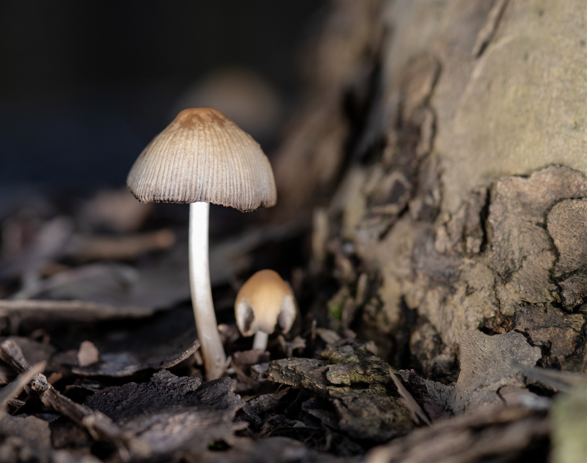 微距蘑菇