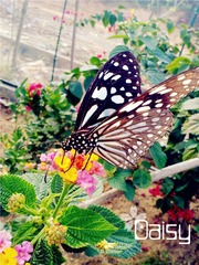 蝶恋花
