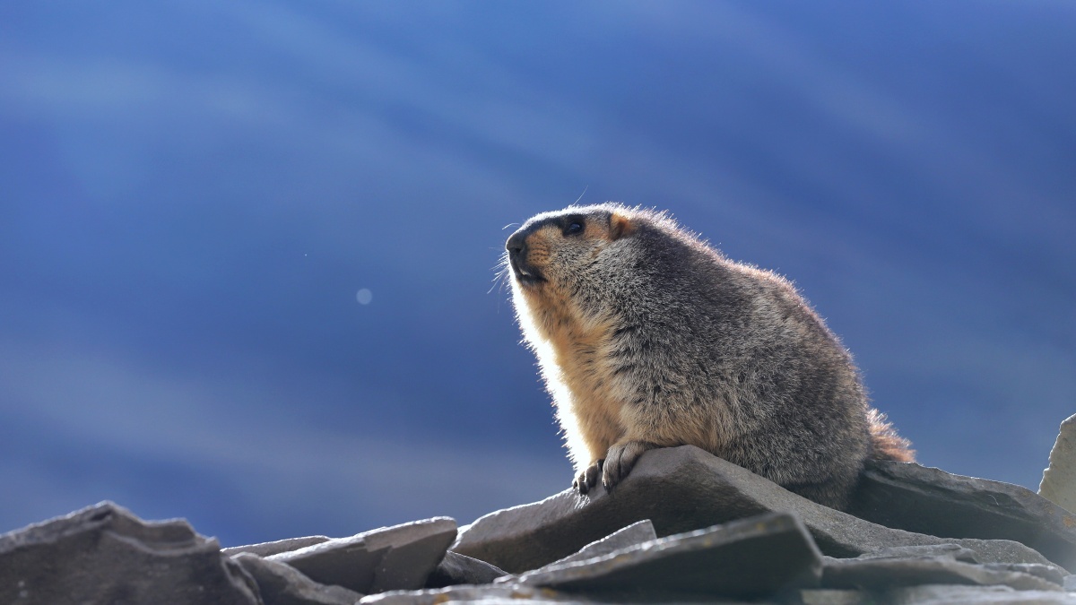 莫斯卡的土拨鼠