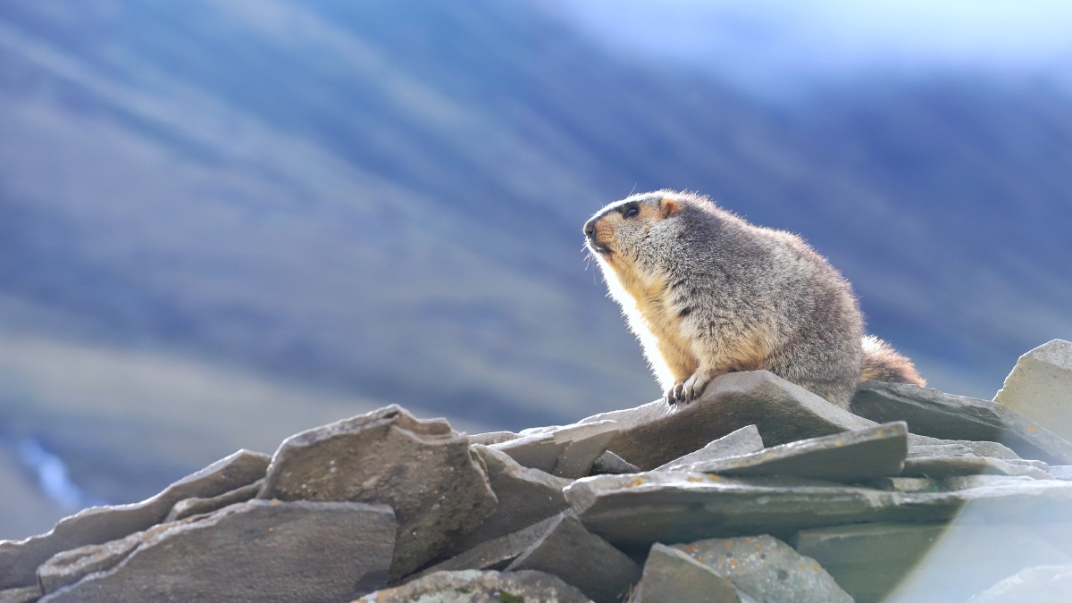 莫斯卡的土拨鼠