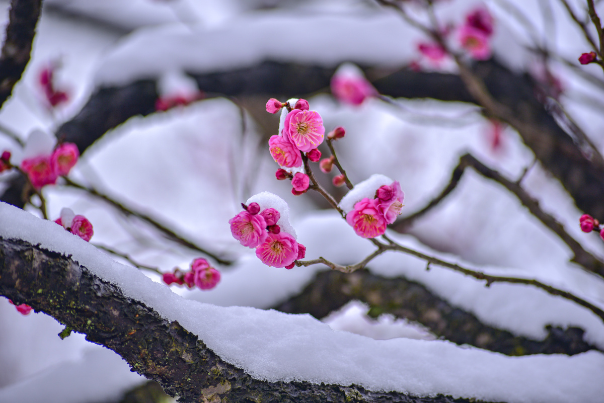 梅须逊雪三分白,雪却输梅一段香! - 太阳光151 - 图虫