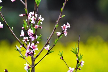 人间三月芳菲尽，婺源桃花始盛开