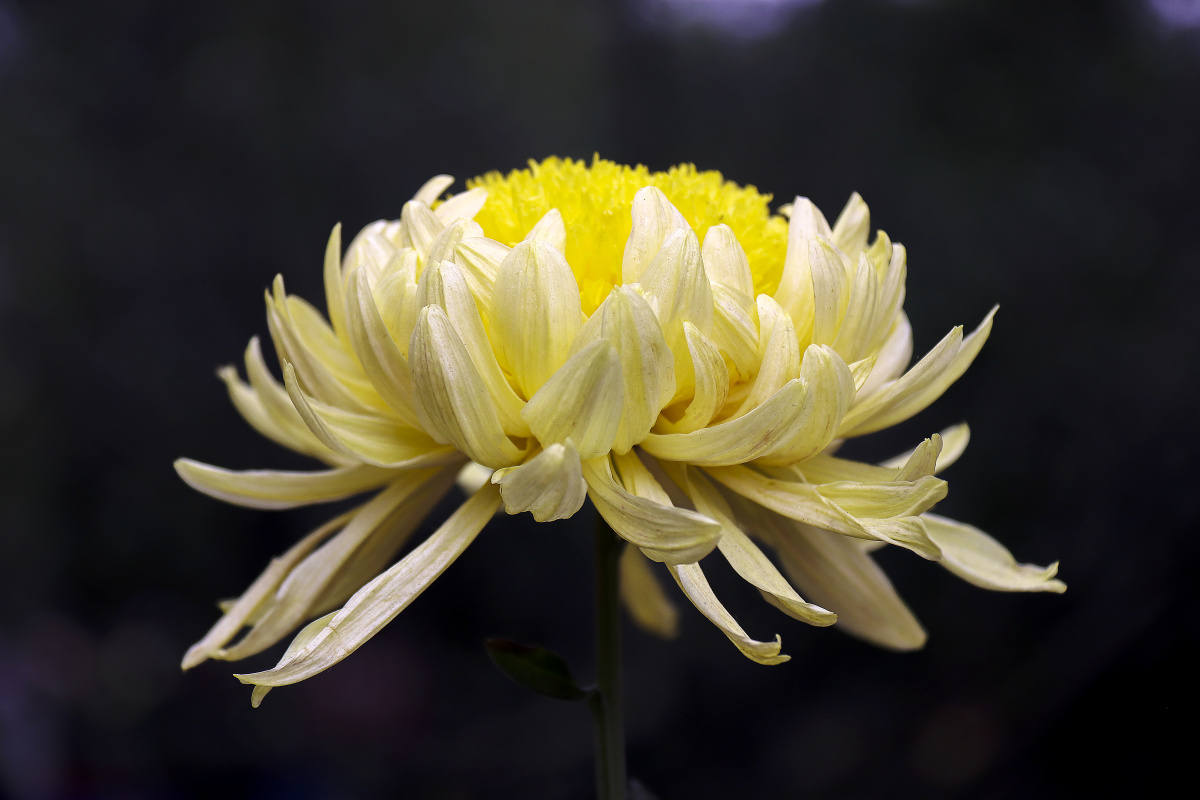 秋天,开的很鲜艳的菊花