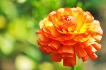 NEV_4454