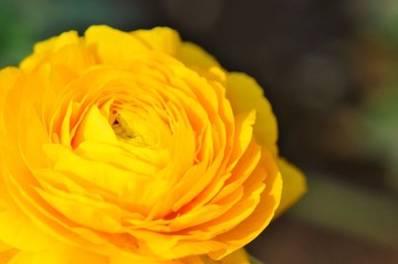 NEV_4565
