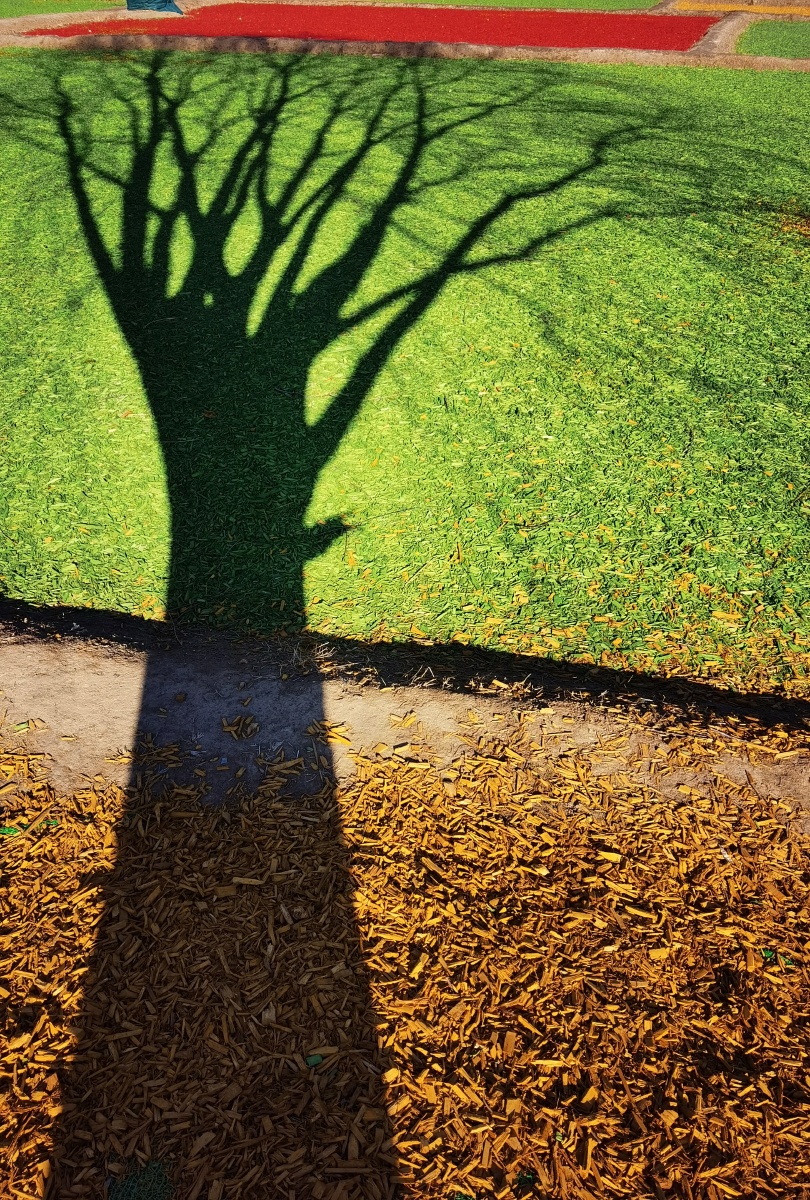 玉泉山下,春日树影!