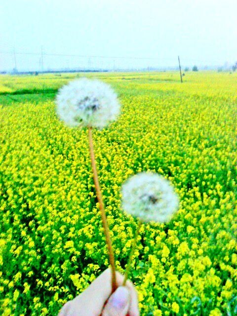 蒲公英<br />
