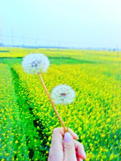 蒲公英<br />

