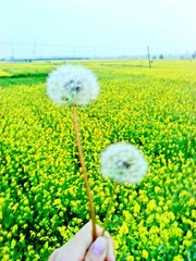 蒲公英