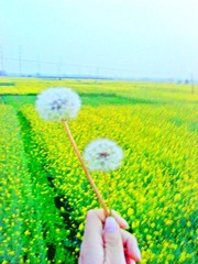 蒲公英