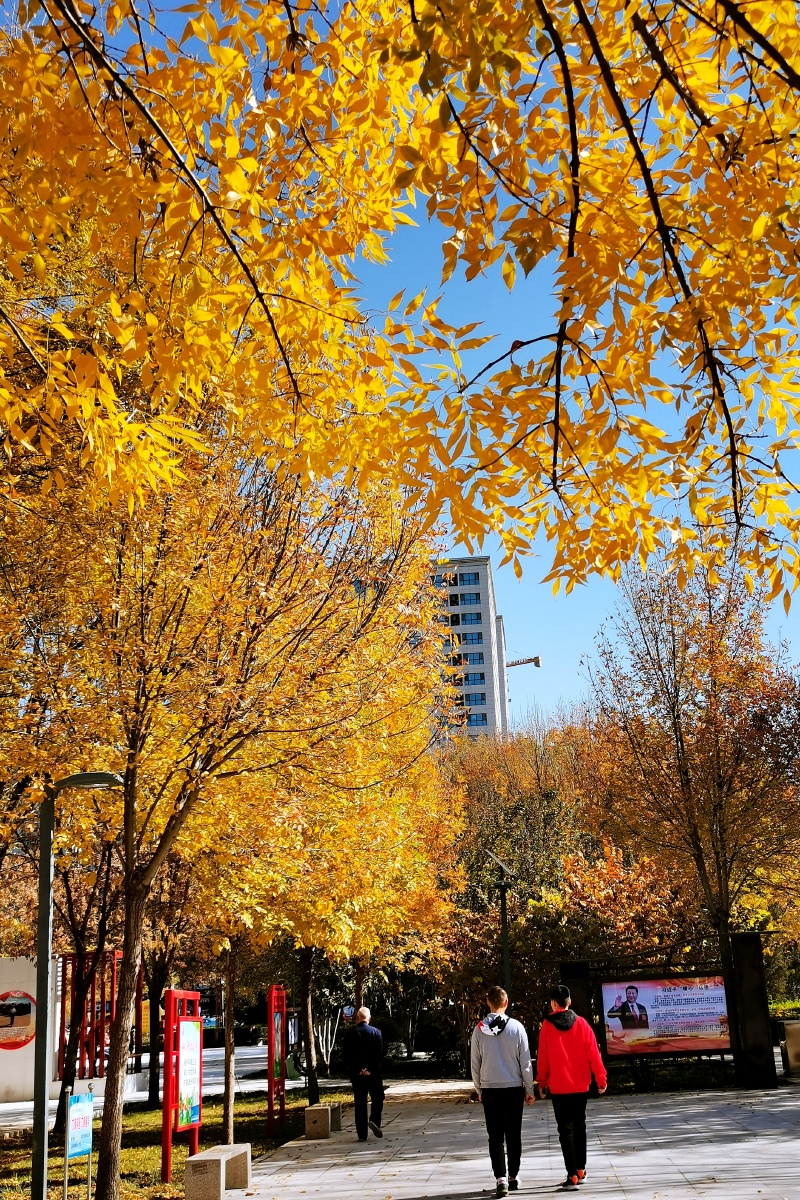 邢台劳模公园里的网红白蜡树