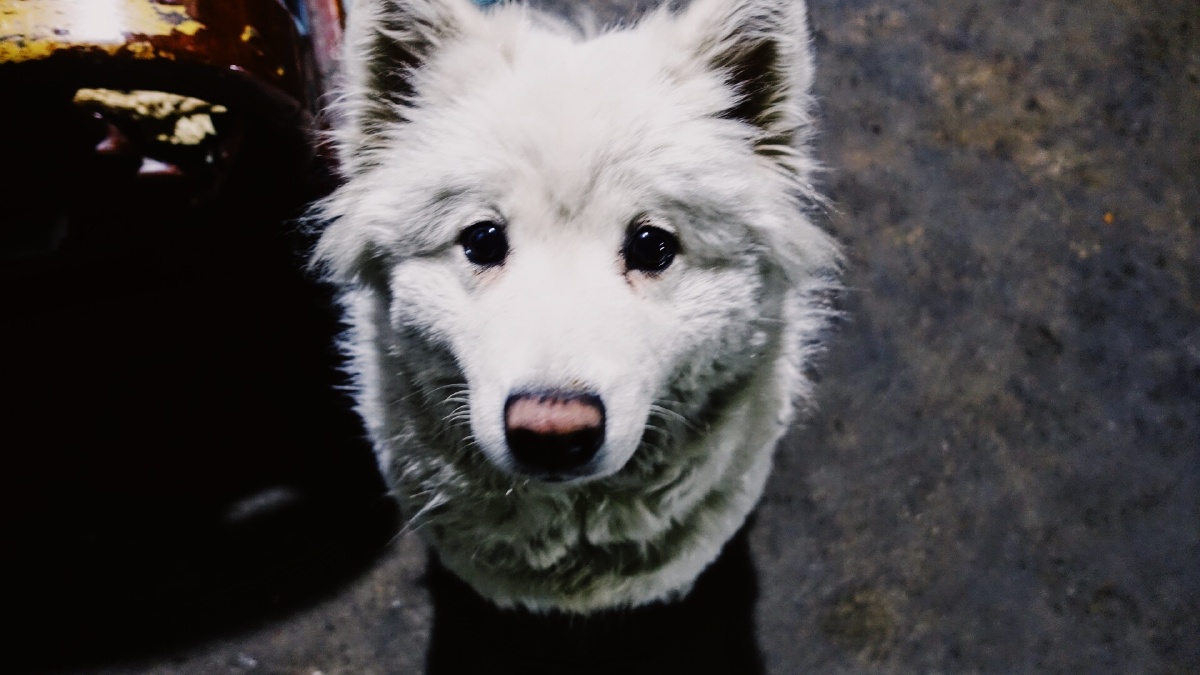 最喜欢的小萨摩?(呆滞的小眼神)