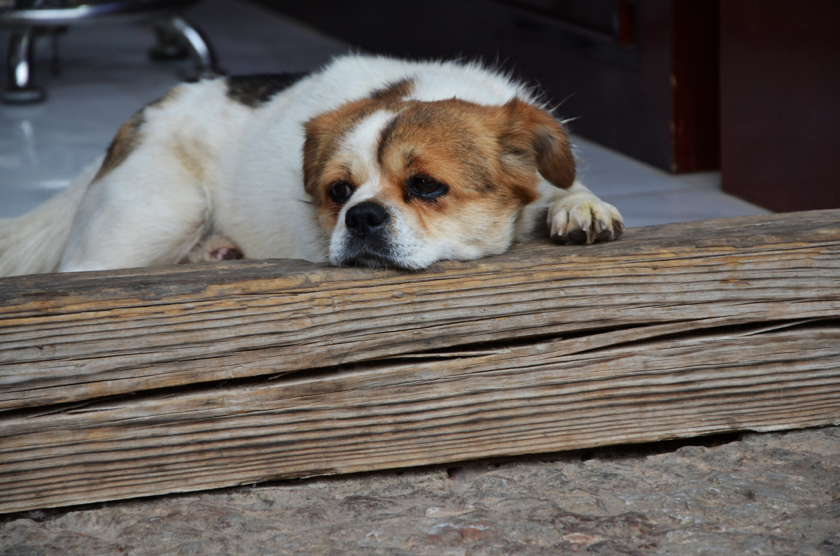 一只趴在门框上休息的狗