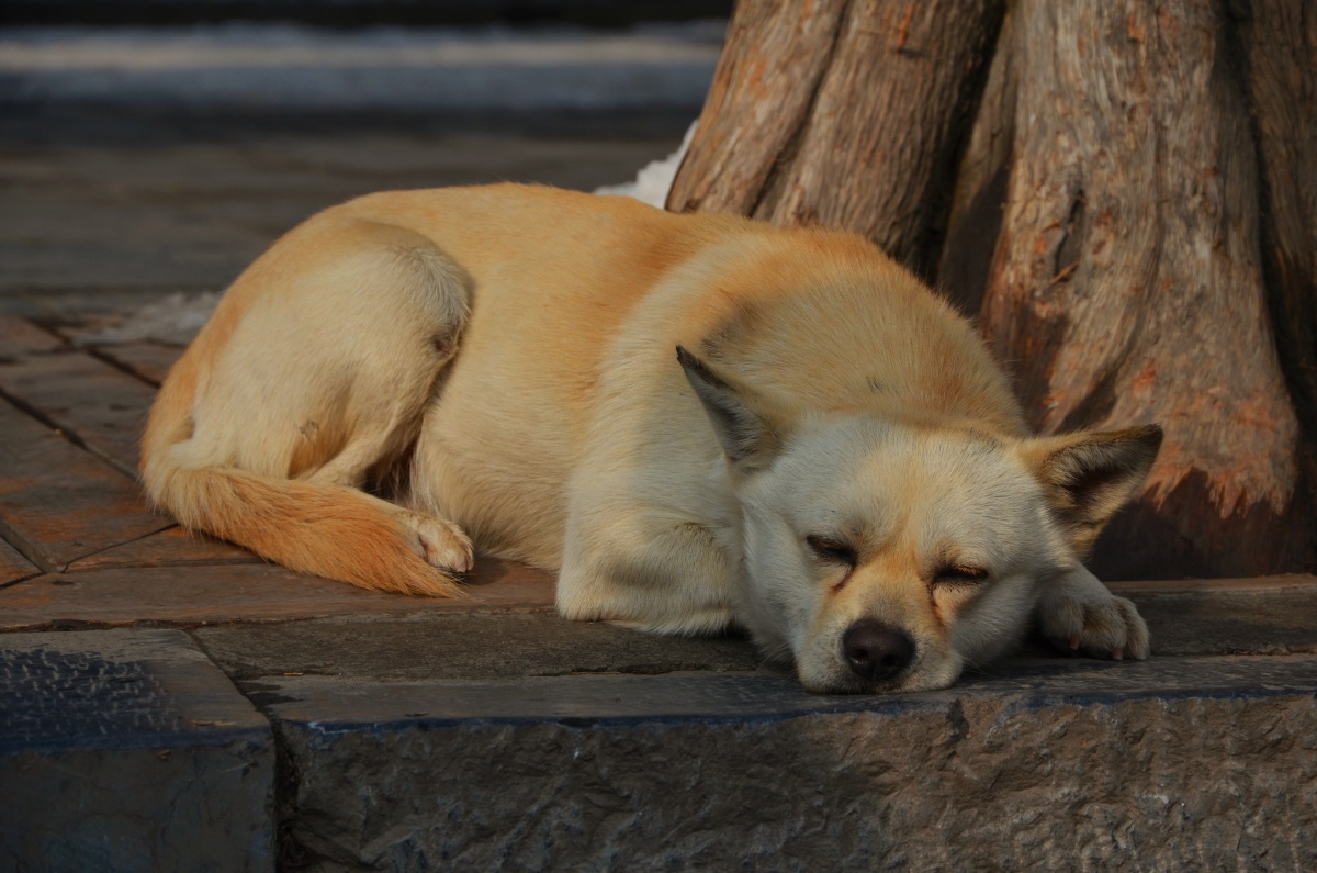 少林寺庙台阶上的瞌睡狗?