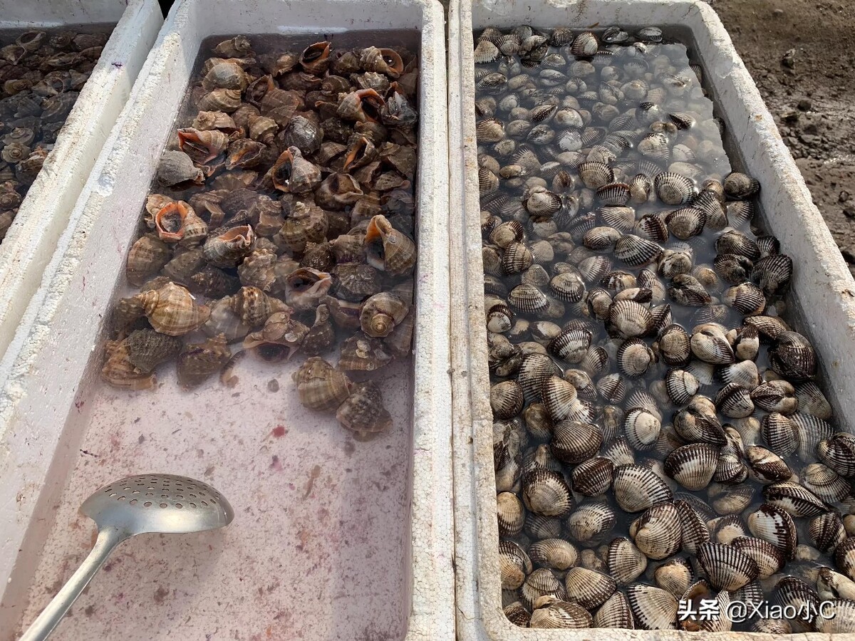 油蛤人工养殖,盘点蛤蜊和花贝的区别