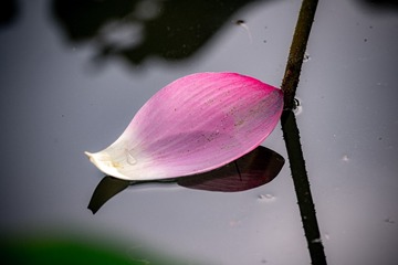 QIN02927